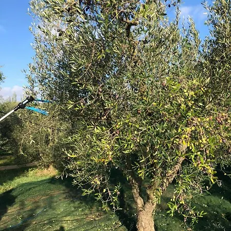 Le Macine Cecina (Livorno)